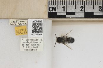 Media type: image;   Entomology 786049 Aspect: Labels